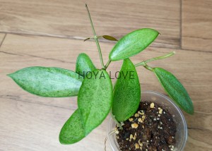 Hoya silver lady (XIAOJIE 003)