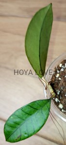 Hoya sp. gunung gading