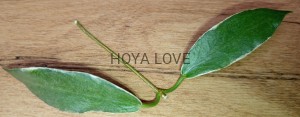 Hoya archboldiana variegata= rainforest beaty