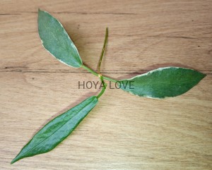 Hoya archboldiana variegata= rainforest beaty
