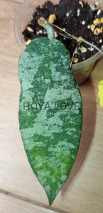Hoya caudata gold