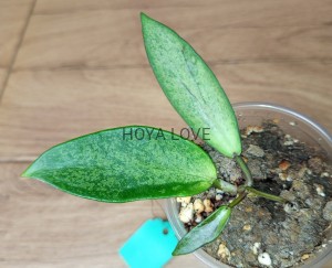 Hoya silver lady (XIAOJIE 003)