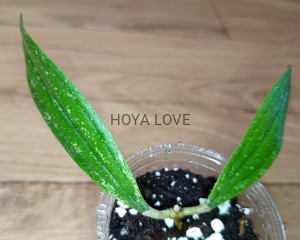 Hoya rigidifolia splash