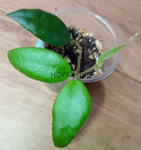 Hoya caudata sumatra