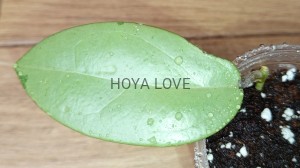 Hoya silver dollar