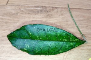 Hoya finlaysonii EPC-059 beautiful nest vein