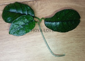 Hoya aff. villosa cao dang vietnam