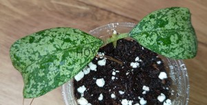 Hoya deykeae Morning Dew