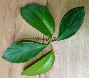 Hoya skinneriana
