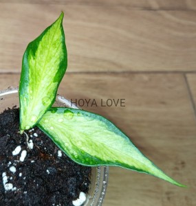 Hoya polyneura inner variegata