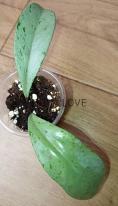 Hoya pubicalyx pink silver ghost