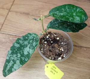 Hoya caudata gold