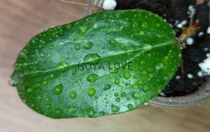 Hoya crocodile