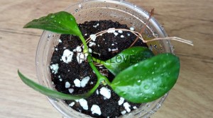 Hoya collina= IR26