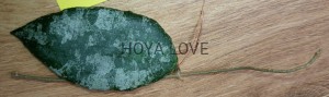 Hoya caudata malaysia