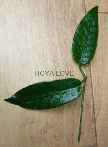 Hoya seanie (archboldiana x onychoides) 