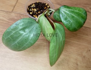 Hoya latifolia silver