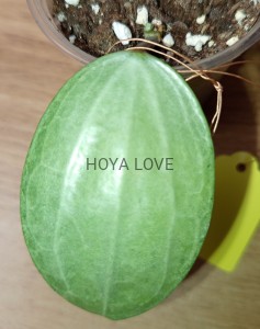 Hoya latifolia silver