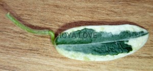 Hoya lyi prism