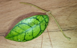  Hoya callistophylla short leaves