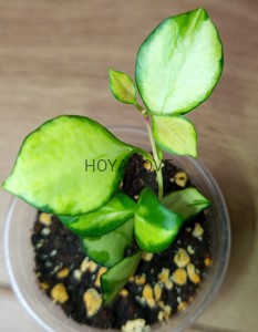 Hoya heuschkeliana variegata