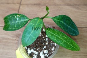 Hoya elliptica