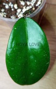 Hoya Penny's Treat MB1405B