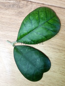 Hoya deykeae