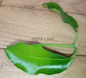Hoya imperialis palawan