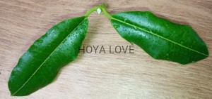 Hoya imperialis mosaik