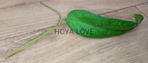 Hoya golden eye