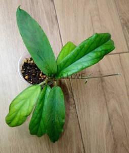 Hoya golden eye