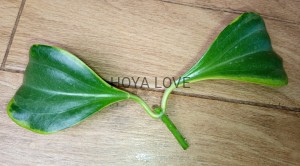Hoya pachyclada albomarginata