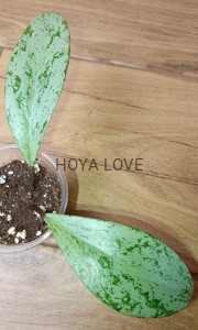 Hoya pubicalyx pink silver ghost