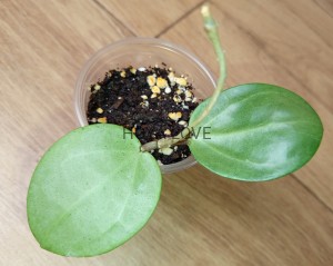 Hoya verticillata silver