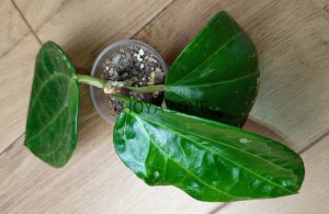 Hoya latifolia