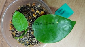 Hoya gigas