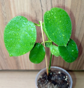Hoya gigas