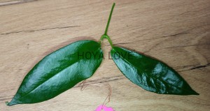 Hoya kaimuki