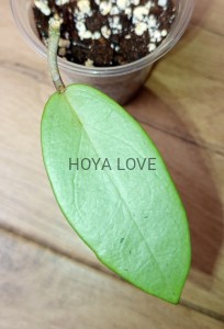 Hoya silver dollar