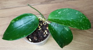 Hoya snow leopard