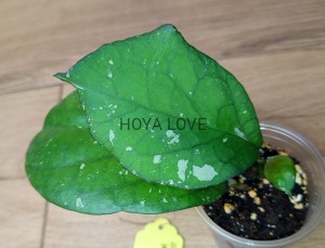 Hoya priktai