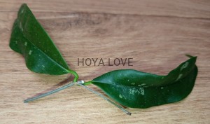 Hoya mappigera sabah (yellow corona)