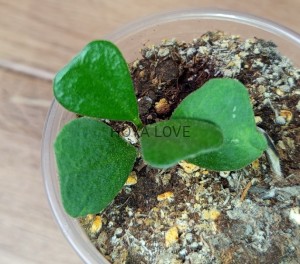 Hoya manipurensis