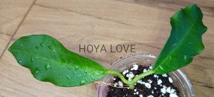 Hoya patricia