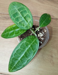 Hoya elliptica