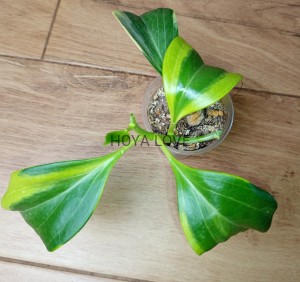 Hoya pachyclada albomarginata
