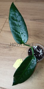 Hoya seanie (archboldiana x onychoides) 