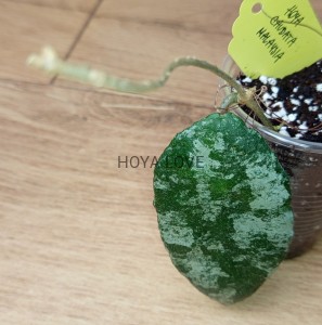 Hoya caudata malaysia