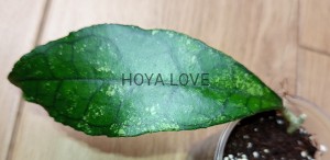 Hoya finlaysonii EPC-059 beautiful nest vein